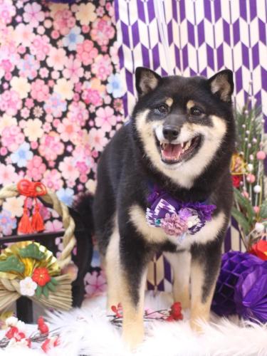 20250117ぽちたくん